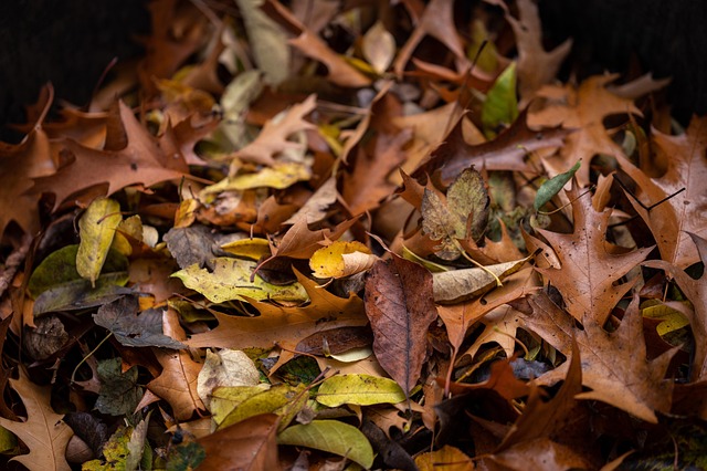Free Leaves Fall photo and picture