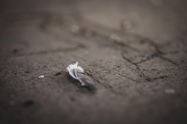 Free Feather Plumage photo and picture