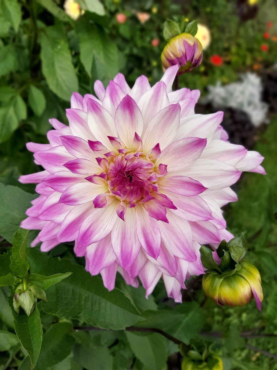 flower-petals-bloom-free-photo-on-pixabay-pixabay