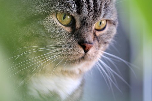 Free Cat Domestic Animal photo and picture