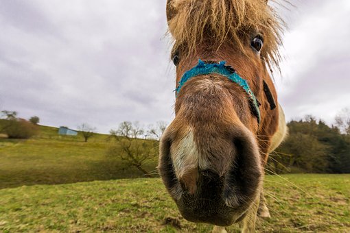 Cavalo, Animal, Passeios A Cavalo