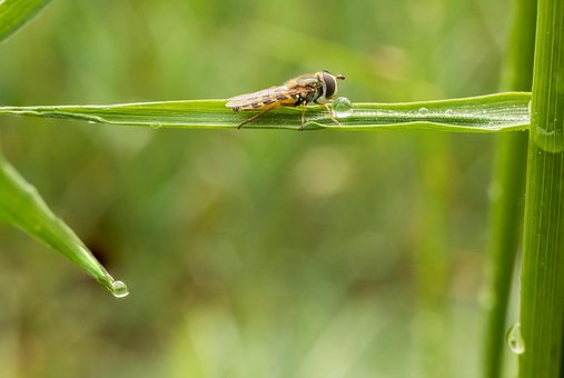 Hoverfly, Inseto, Relva, Gotas