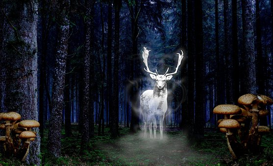 Free Forest Mystical photo and picture