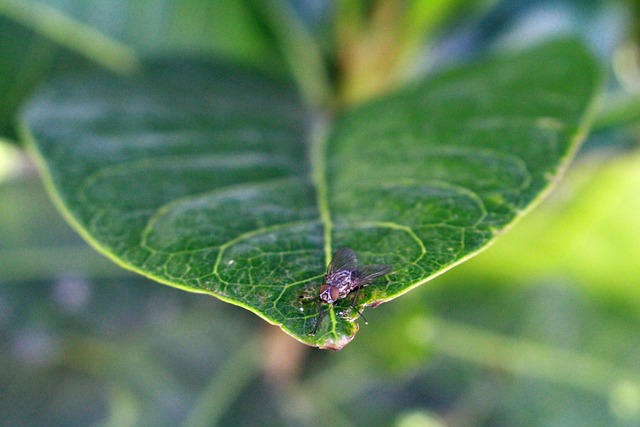 Free Fly Insect photo and picture