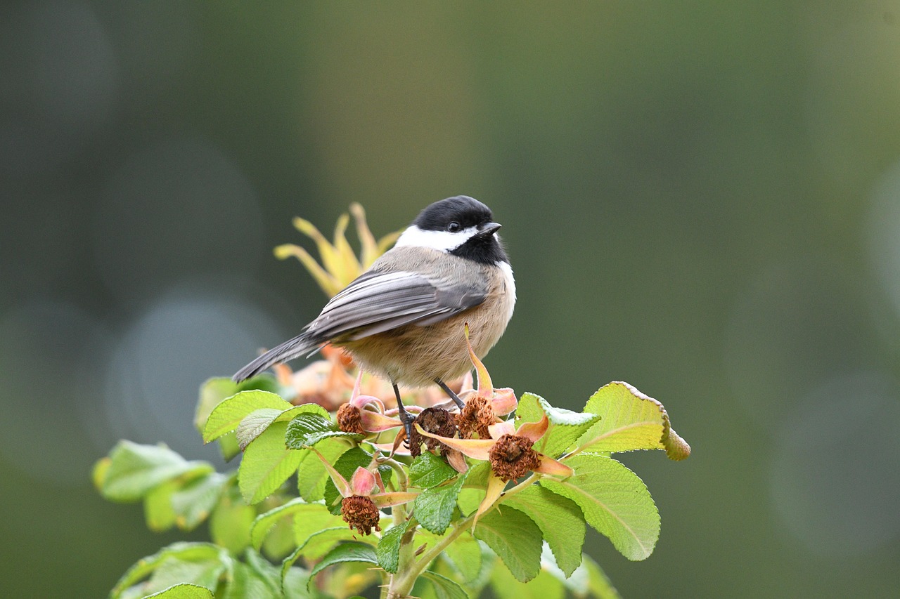 80+ Free Black-Capped Chickadee & Chickadee Images - Pixabay