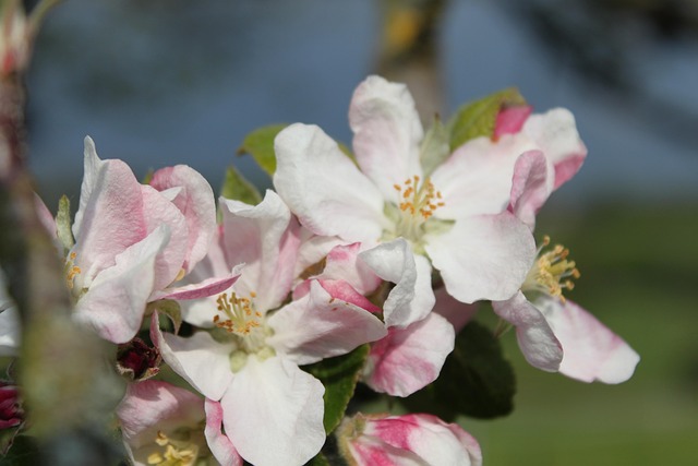Bloemen, Bloemblaadjes, Stampers