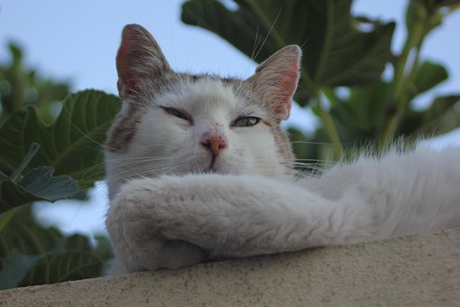 Free Cat Pet photo and picture
