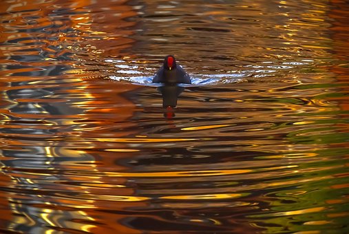 Free Bird Lake photo and picture