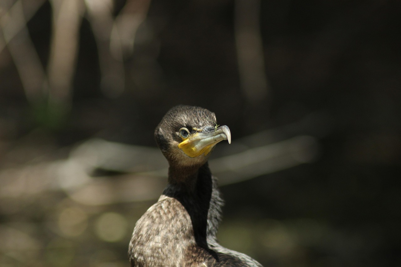 Dandang Besar Birdwatching Danube - Foto gratis di Pixabay - Pixabay