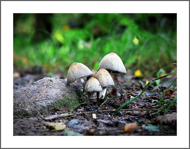 Free Mushroom Nature photo and picture
