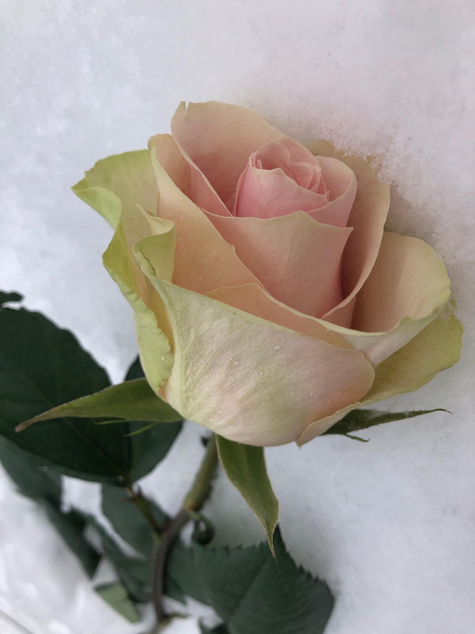 Rosa Neve Flor - Foto gratuita no Pixabay - Pixabay