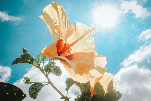 Blume, Sonne, Himmel, Blüte, Sommer