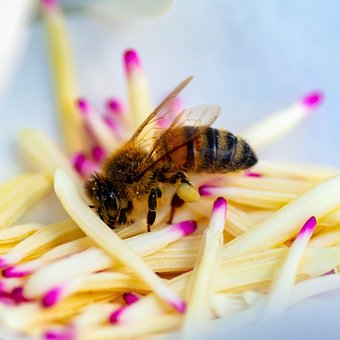 Free Bee Pollen photo and picture