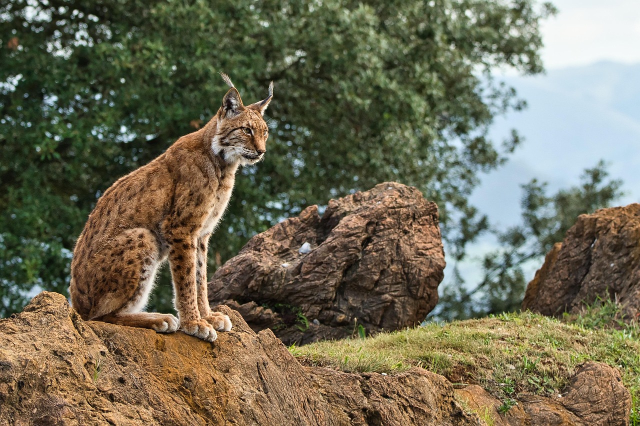 猞猁 伊比利亚山猫 猫科动物 - Pixabay上的免费照片 - Pixabay