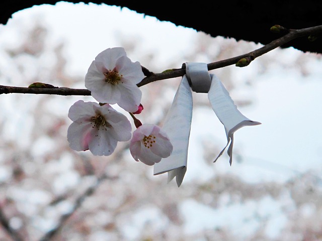 Sakura, Kersebloesem, Kers, Plant, Lente