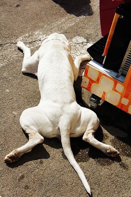 Hond, Hot, Dier, Grappig, Warm Weer