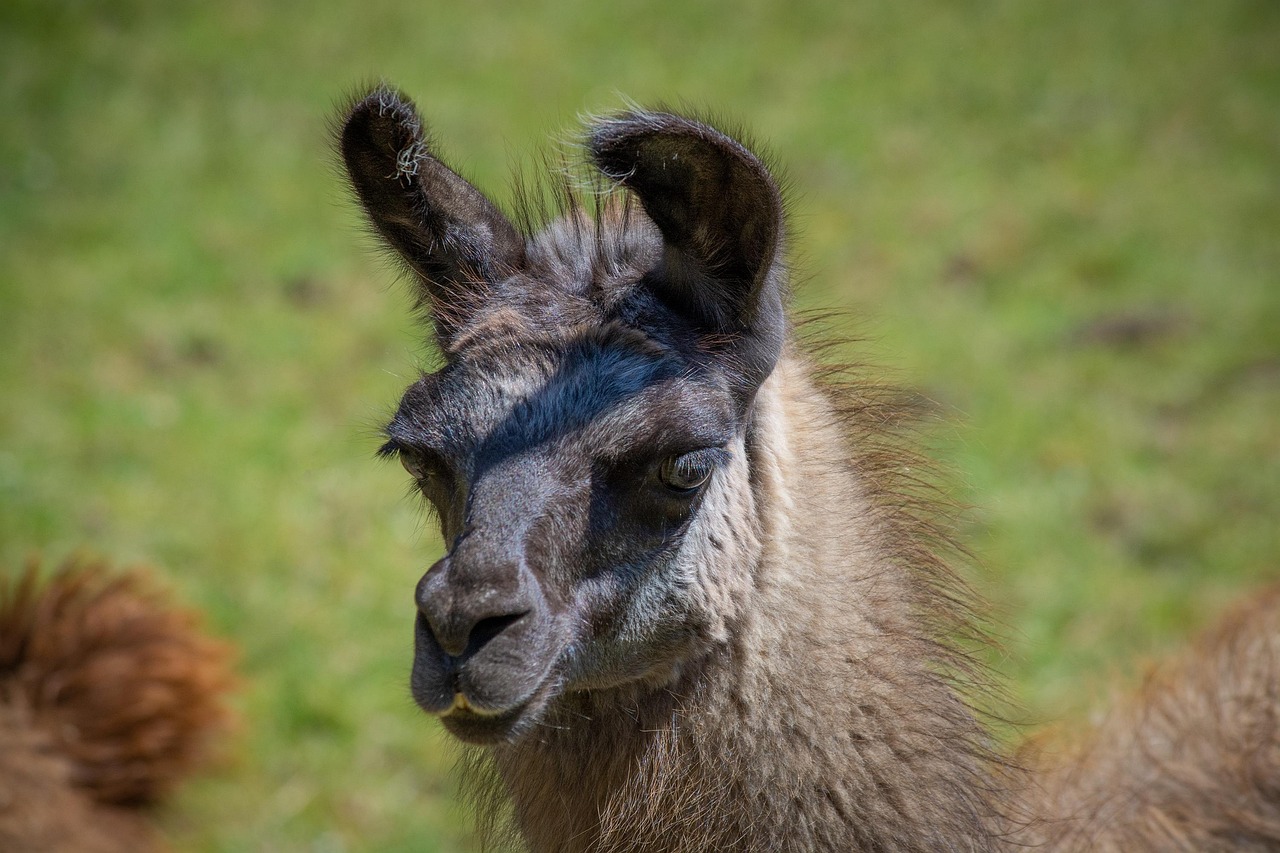 Lama Marrón Cabeza De - Foto gratis en Pixabay - Pixabay