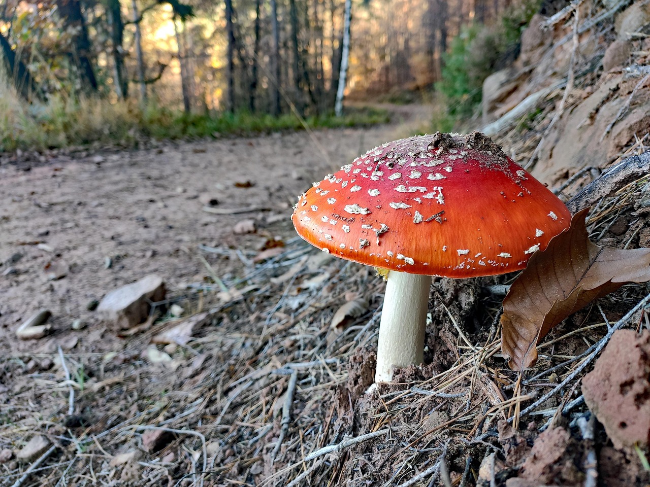 Toadstool Picture Mushroom Toadstool Forest - Free photo on Pixabay - Pixabay