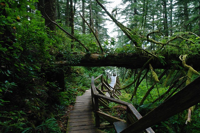 Free Forest Path photo and picture