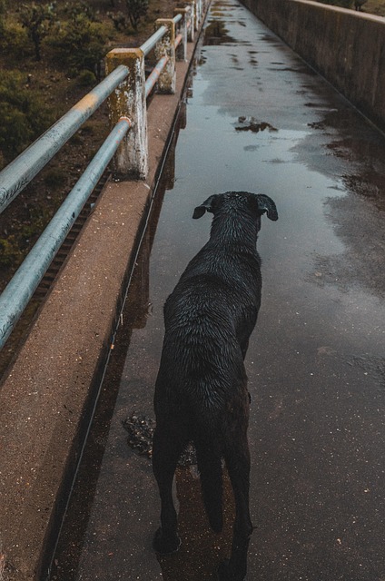 Free Dog Canine photo and picture
