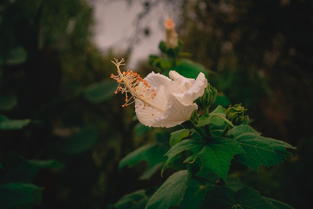 Free Flower Pistil photo and picture