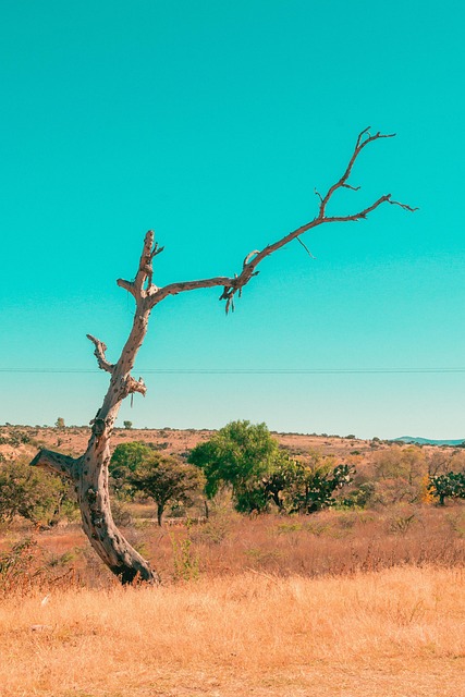 Free Desierto Palo photo and picture