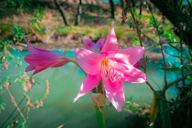 Free Flor Rio photo and picture