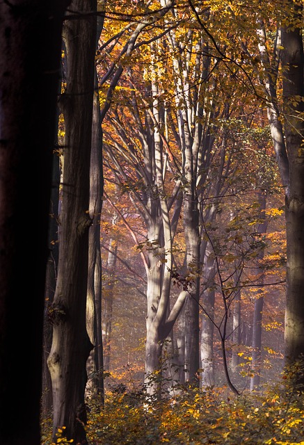 Free Autumn Leaves photo and picture