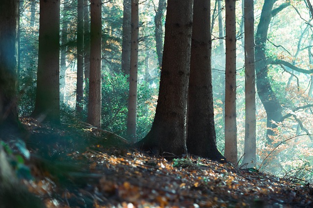 Free Nature Fall photo and picture