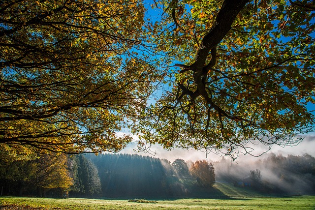 Trees jigsaw puzzle