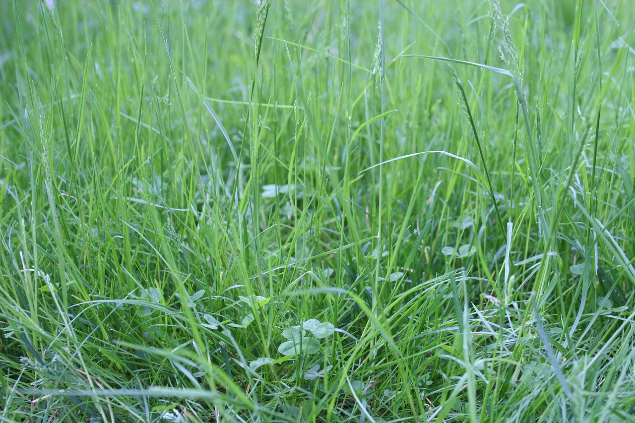 Vert Prairie Environnement La - Photo gratuite sur Pixabay - Pixabay