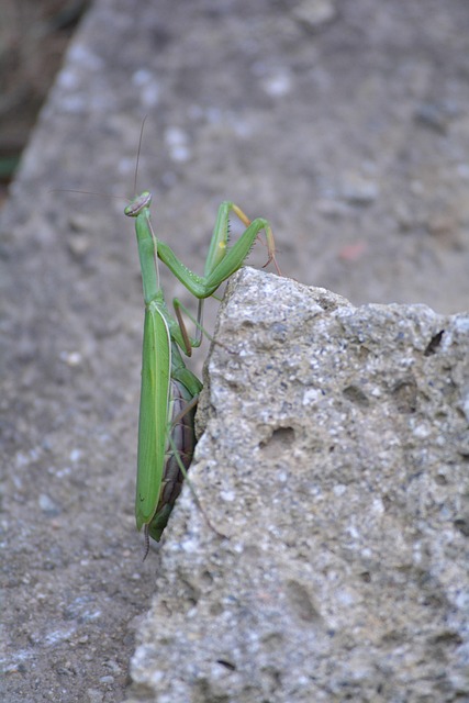 Free Wildlife Nature photo and picture