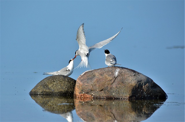Free Birds Rocks photo and picture