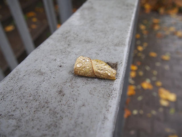 Herbst, Blatt, Figur