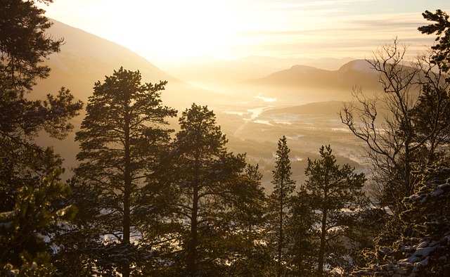 Free The Forest Trees photo and picture