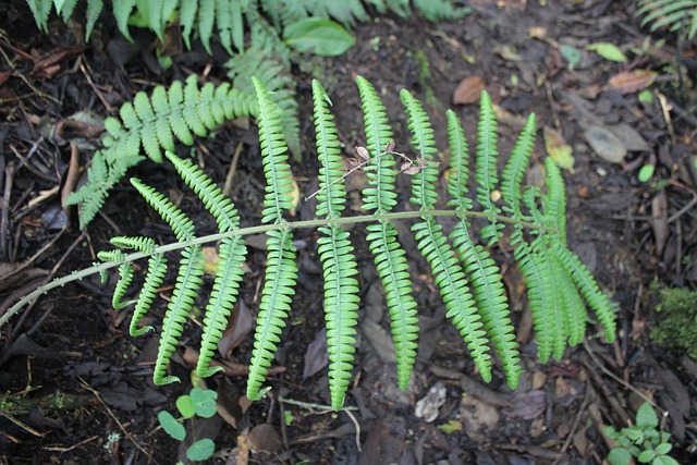 Lakens, Vloeren, Groente, Plant, Natuur