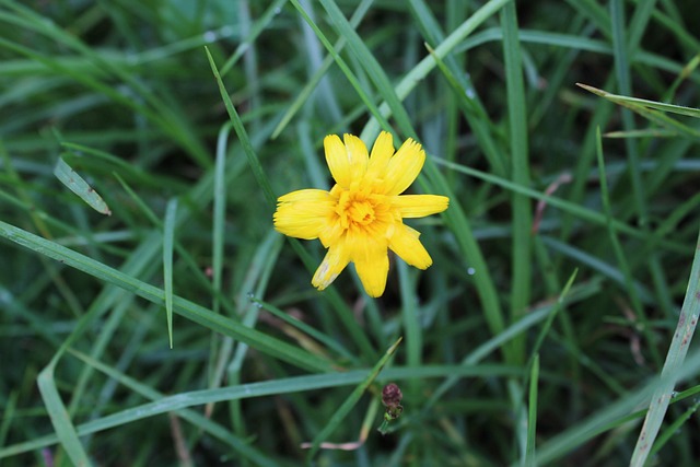 Bloem, Geel, Zonnebloem, Bloemen