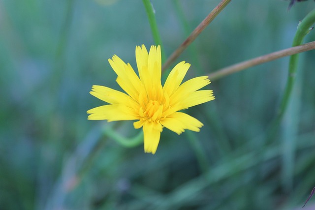 Bloem, Bloemblaadjes, Stang, Gras