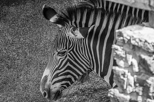 Free Zebra Horse photo and picture