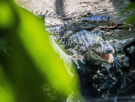 Free Crocodile Animal photo and picture