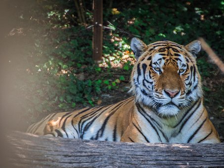 Free Tiger Cat photo and picture