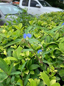 Blomst, Fiolett, Natur, Blomster