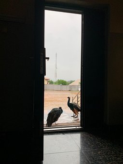 Peacock, Døren, Silhuett, Fugler