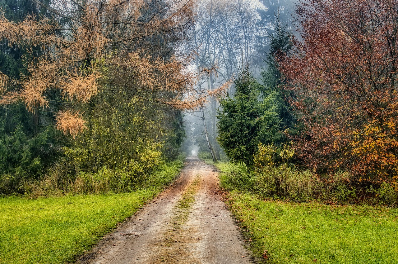 Trees - free online jigsaw puzzle photo