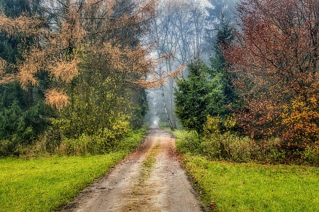 Trees jigsaw puzzle