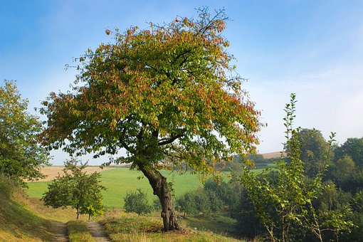 Free Tree Tomorrow photo and picture