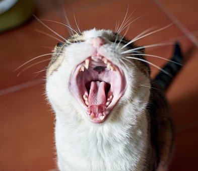 Kat, Gieren, Mond, Open, Bakkebaarden