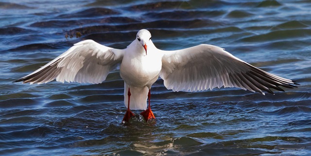 Free Bird Flying Gull photo and picture
