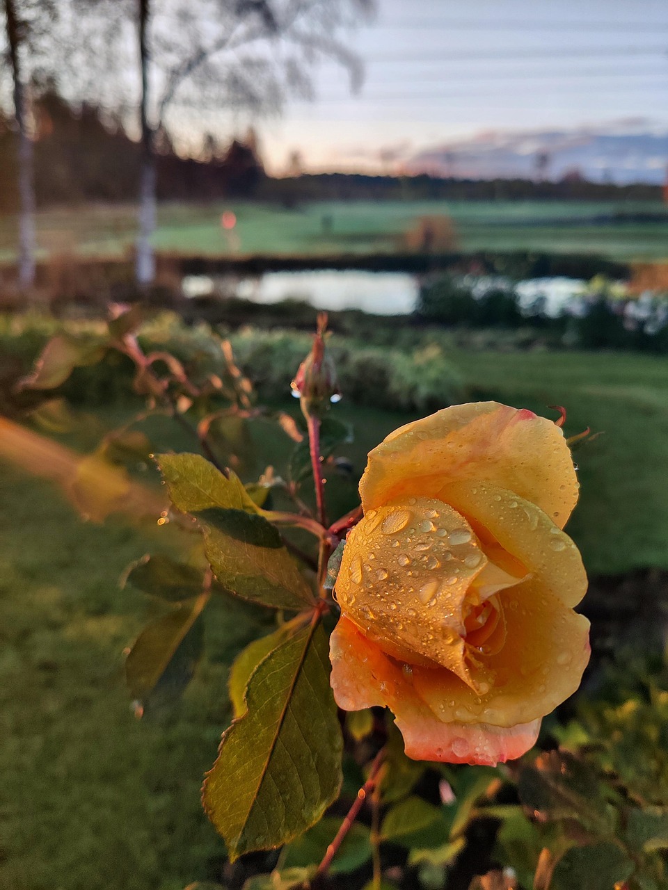 View Nature Rode Rose Nature Matin - Photo gratuite sur Pixabay - Pixabay