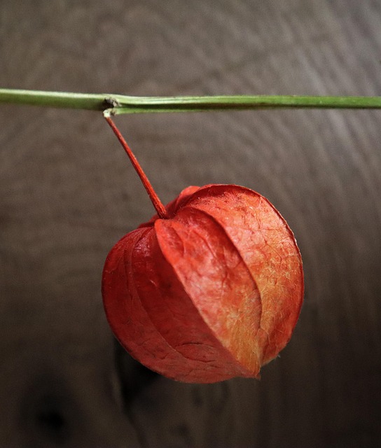 Blume, Blumen, Blühend, Alchechengi